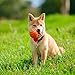 2020 Shiba Inu Calendar 16 Month 12 x 12 Wall Calendar by Bright Day Calendars (Shiba Inu 2019)