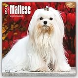 Maltese 2016 Square 12x12 (Multilingual Edition)