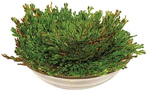 Live Resurrection Plant Rose Of Jericho Dinosaur Plant Air Fern Spike Moss 1Pcs
