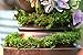 SuperMoss (22711 MossVine Garland, Fresh Green, 12ft