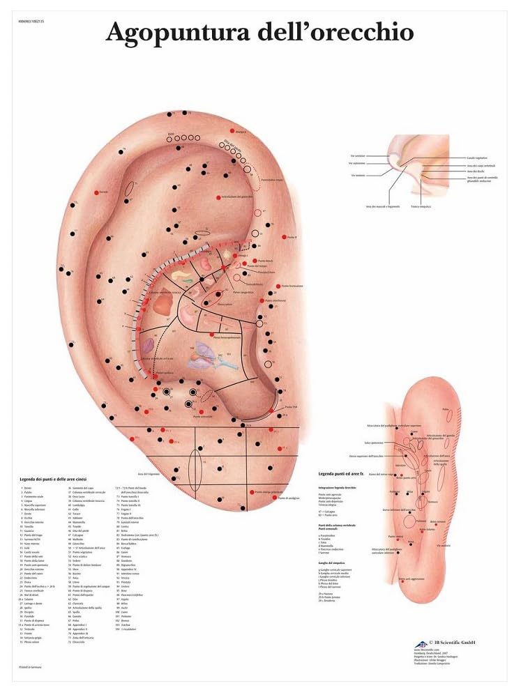 3B Scientific vr4821l Acupuncture Of The Ear, 1
