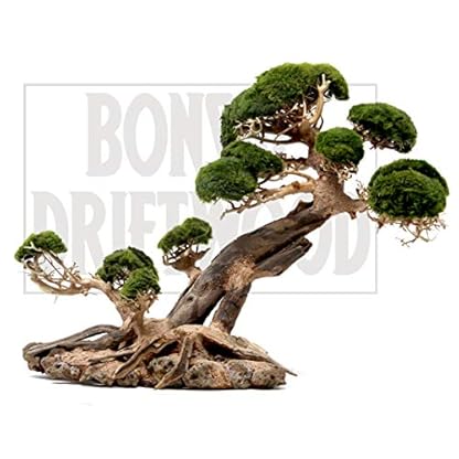 Bonsai Driftwood Aquarium Tree Tn 13 Inch Height 18 Inch Length Natural Handcrafted Fish Tank Decoration Helps The Best Driftwood