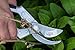 Cate's Garden Bypass Pruning Shears 8” Premium Hand Pruner - Heavy Duty SK5 High Carbon Blades – Ergonomic Angled Design for Pain-Free Cutting