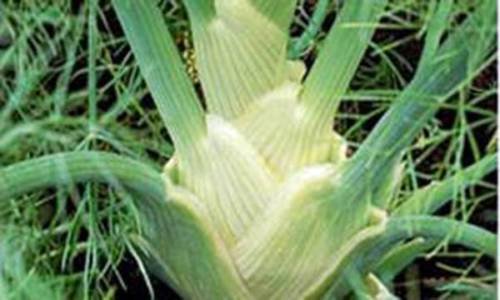 Fennel Seed, Florence Fennel, Heirloom, Organic, Non GMO, 500 Seeds, FENEL