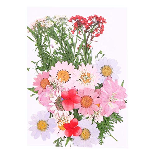 Aunifun Real Dried Pressed Flowers Assorted Colorful Daisies for Art Craft DIY Silicone Coaster Resin Molds