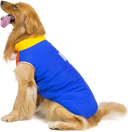 labrador winter coat