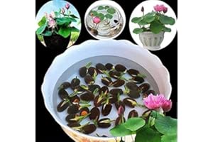 JOHNSEGARDEN 20Pcs Mixed Color Bonsai Bowl Lotus Seeds Live Plants - Pre-Sprouted Water Beauties for Indoor and Outdoor Aquatic Settings
