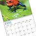 2020 Frogs Wall Calendar by Bright Day, 16 Month 12 x 12 Inch, Reptiles and Bugs Animals
