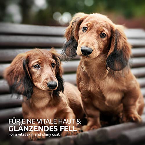 AniForte Premium Zalmolie voor honden 1 liter - Koud geperst, Omega 3 en Omega 6 vetzuren, Visolie voor puppy's… - Afbeelding 7