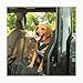 Bergan Dog Auto Harness with Tether, Medium