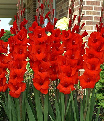 Easy Gardening Red Gladiolus (Sword Lily) Flower Bulbs - High Flowering Lily Bulbs (20)