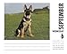 Just German Shepherds 2017 Box Calendar (Dog Breed Calendars)