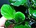 Anubias Barteri Coin Leaves Live Aquarium Plants Freshwater Rhizome 3 Days Live Guaranteed by Mainam