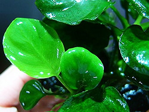 Mainam Anubias Barteri Coin Leaves Live Aquarium Plants Freshwater Rhizome 3 Days Live Guaranteed - Thumbnail 4