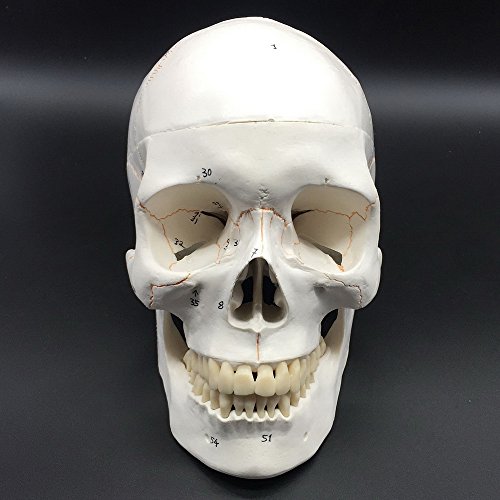 image for Maymii Numbered Human Skull Head Anatomical Teaching Education Model, 