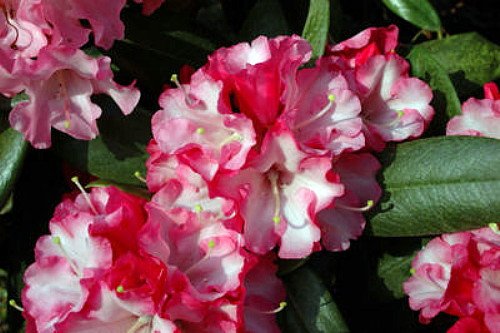 Pink Pinwheels Rhododendron - Potted - Vivid Red Picotee - 2x3