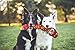 Outward Hound Kyjen 32136 Invincibles Tough Seamz Durable Tough Squeaking Dog Toy, Gecko, 4 Squeakers