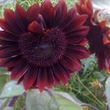 pink sunflower seeds