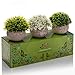Artificial Boxwood & Grass Plants - Gorgeous Fake Plants in Pots for Home Decor - Indoor Faux Plants Bring Your Living and Workspace to Life Without Any of The Maintenance -3 Plants Per Unit
