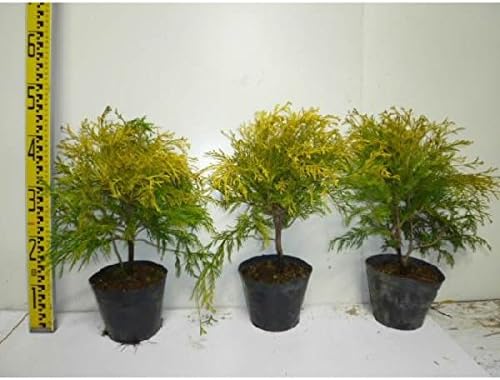 60本セット フィリフェラオーレア 樹高0 3m前後 15cmポット コニファー 生垣 苗木 生け垣 庭木 Sale開催中 植木 60 苗 60本
