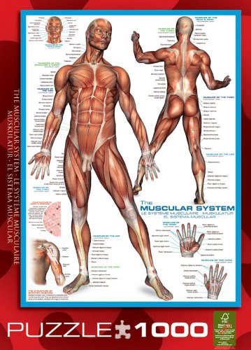 EuroGraphics Muscular System Puzzle (1000-Piece)