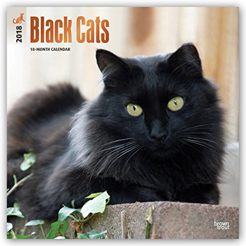 Black Cats 2018 12 x 12 Inch Monthly Square Wall Calendar with Foil Stamped Cover, Animals Cats