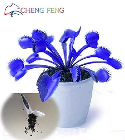 FERRY Semillas germinación Alta Solamente NO Plantas: Ventas ...
