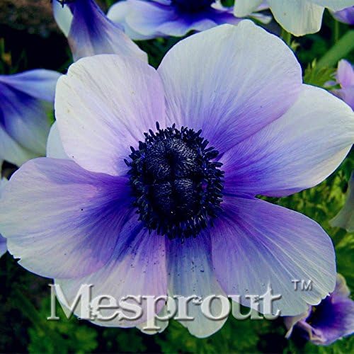 50 Seeds Japanese Anemone Flower Seeds Planting Office Miniplants 10 #32693139175ST