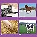 Picture My Picture Categories Flash Cards: 40 Language Photo Cards