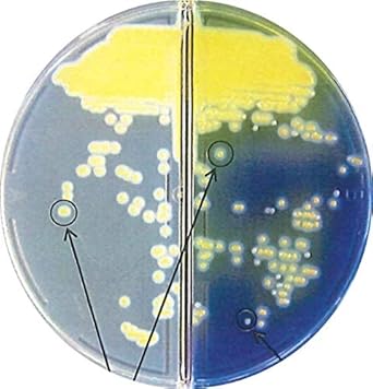 Amazon 日水製薬 生培地 ニッスイ分画 プレート p不含ms Cfx 変法卵黄加マンニット食塩ex寒天培地 100枚 寒天培地 産業 研究開発用品 通販