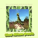 Insectsales.com Live African Praying Mantis Nymph (L-4 to L-5) Educational and Easy to Care for Pet- Gets Big!