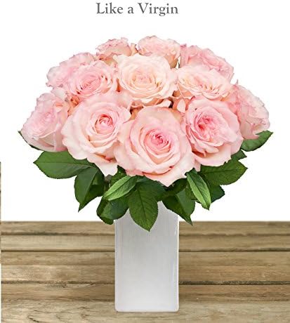 LIKE A VIRGIN GARDEN ROSE 40-50CM-PACK 48 STEMS - LOOKS LIKE PEONIES