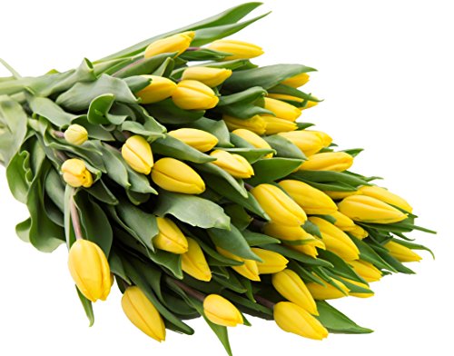 Farm2Door: 50 Yellow Tulips Fresh from Holland - Farm Direct Wholesale Fresh Flowers - Thumbnail 3