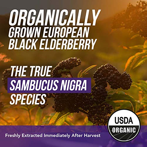 Elderberry Capsules 65X Concentrate, Maximum Strength with Prebiotic Absorption Enhancement