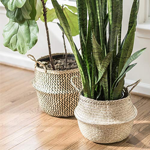 Sona Home Wicker Plant Basket Versatile XLarge Seagrass Basket, Belly
