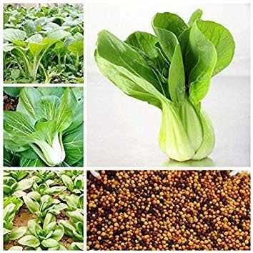 Potseed . 100 pcs/Bag Pak Choi Bok Choy Chinese Cabbage Vegetable Easy to Grow Organic Vegetables for Home Garden Planting