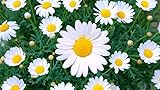 Shasta Daisy Flower Seeds for Planting, 1500+ Seeds