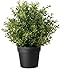 IKEA Artificial Potted Plant, Thyme, 9.5 Inch (1)