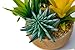 BEGONDIS Artificial Succulents Plants Plastic Fake Topiary Selected Combination with Gray Pot for Home Décor