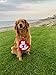 ComfyPup Clip-on Felt Dog Costume Tag (Large, Red)
