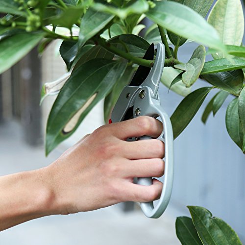 Sharp 8-inch Garden Ratchet Pruning Shears - Hand Pruners - Best Small Secateurs - High Carbon Steel Ultra Sharp Blade Bypass Effortless Cut - Professional Gardening Tools Ratcheting Pruner
