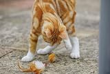 Petface Feather Tail Mice Plush Cat Toy Pack of 2 with Catnip view 6