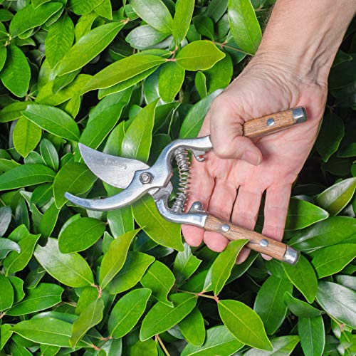 OCALiving Traditional Bypass Pruning Shears-Branch, Hedge, Shrub, Flower Clipper and Trimmer for Garden-Razor Sharp Stainless Steel Blade-Natural Wood Handles