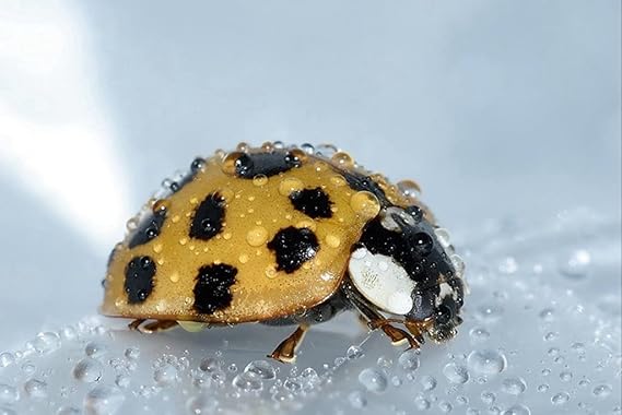 Amazon Co Jp A3 ポスター てんとう虫ドロップ面 壁紙ウォールステッカーポスター A3 4x297mm Generic