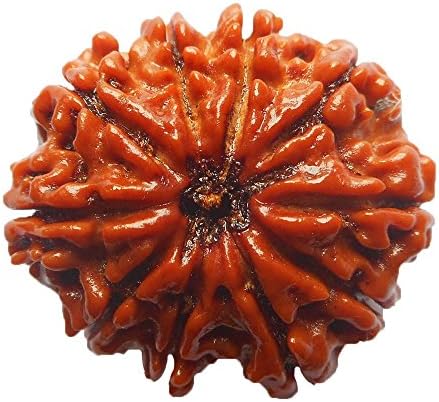 10 Mukhi Rudraksha NEPAL Certified 23.91mm | 3.91gms Ten Face Rudraksh Bead