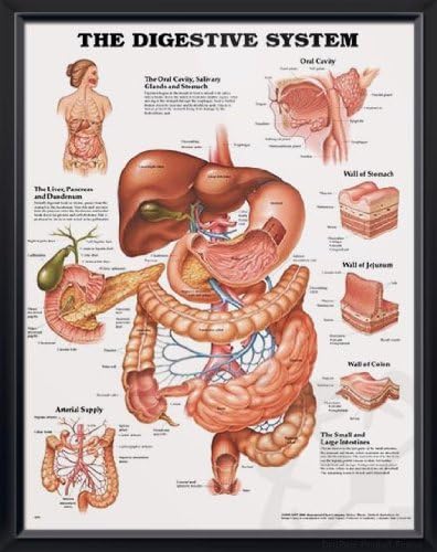The Digestive System, DeuPair 20x26" Pocket Frame Human Anatomy Poster
