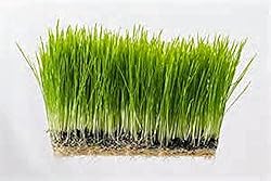 Wheatgrass, Microgreen, Sprouting, 6 OZ, Non GMO