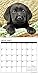 Just Black Lab Puppies 2017 Wall Calendar (Dog Breed Calendars)