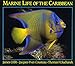 Marine Life of the Caribbean by 
