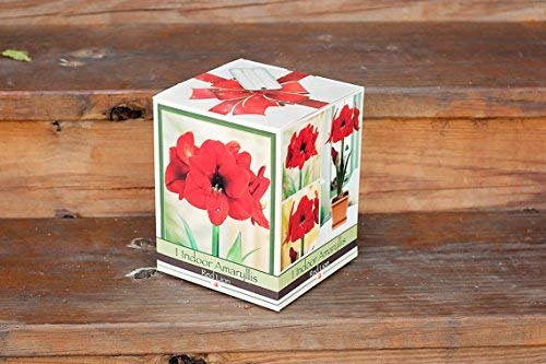 Red Lion Amaryllis Kit - Gift Box - Large Bulb, Pot and Soil Red Lion Amaryllis Kit - Gift Box - Large Bulb, Pot and Soil